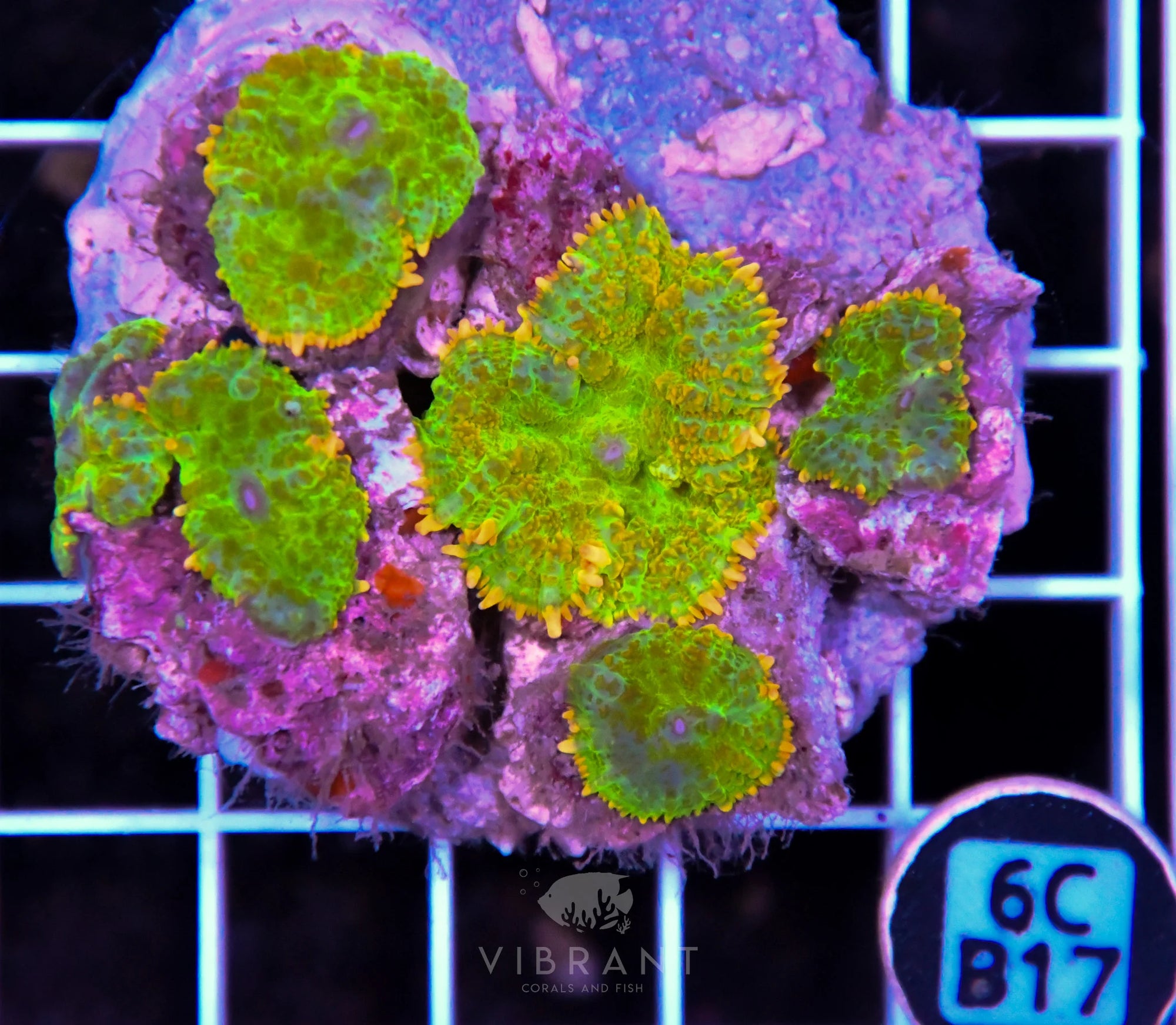 Mushroom INDO
