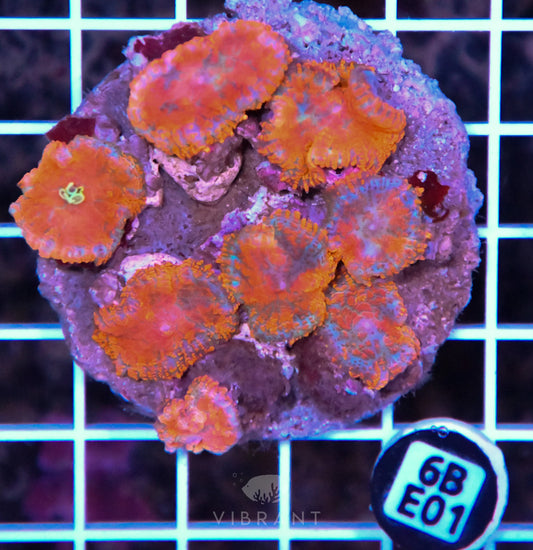 Mushroom INDO