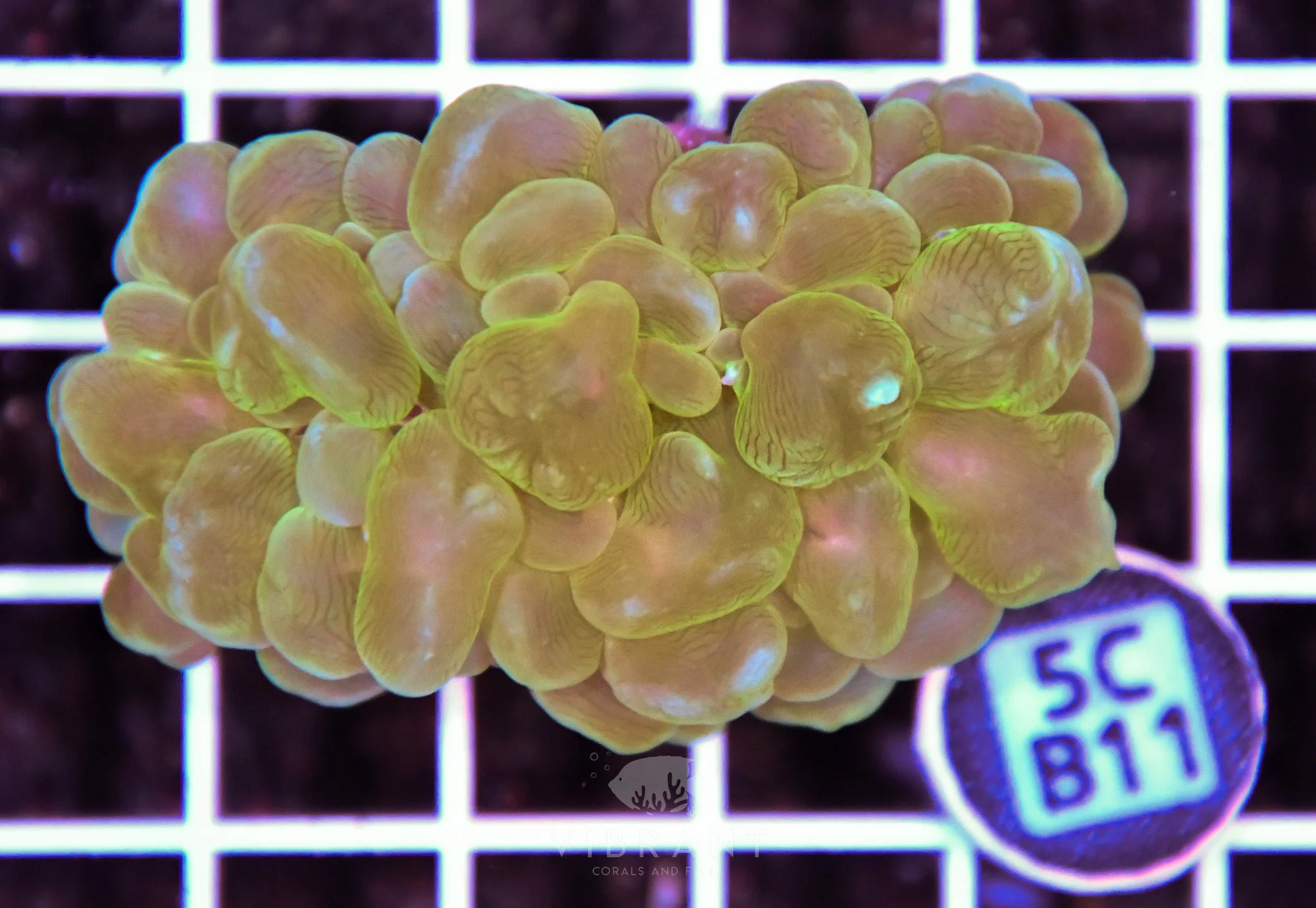 Bubble Coral AUS