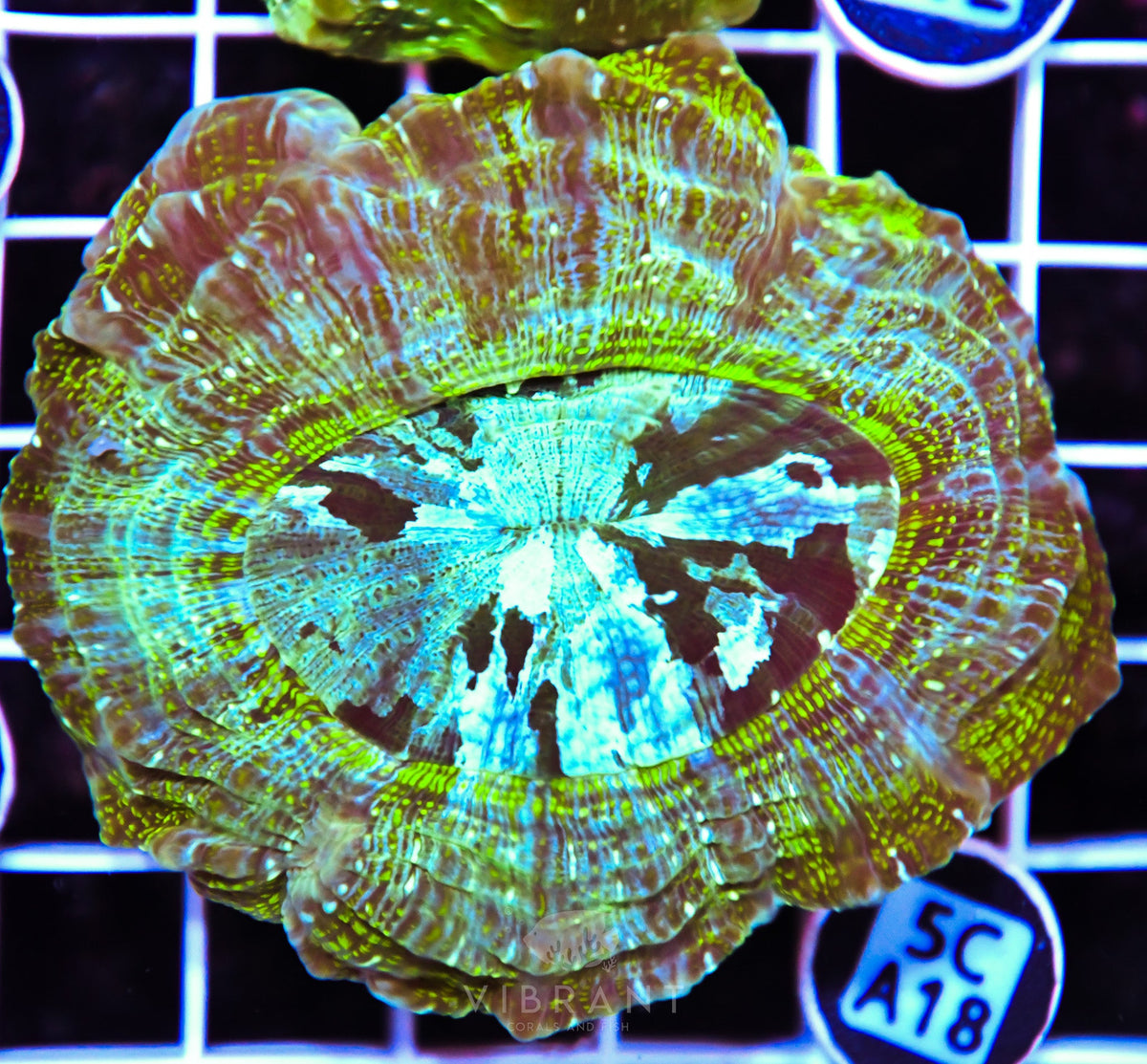 Acanthophyllia AUS