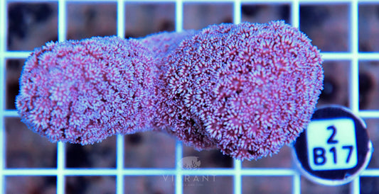 Goniopora AUS