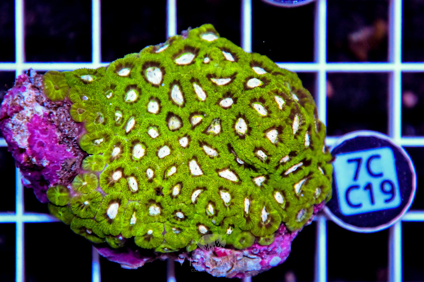 Micromussa INDO