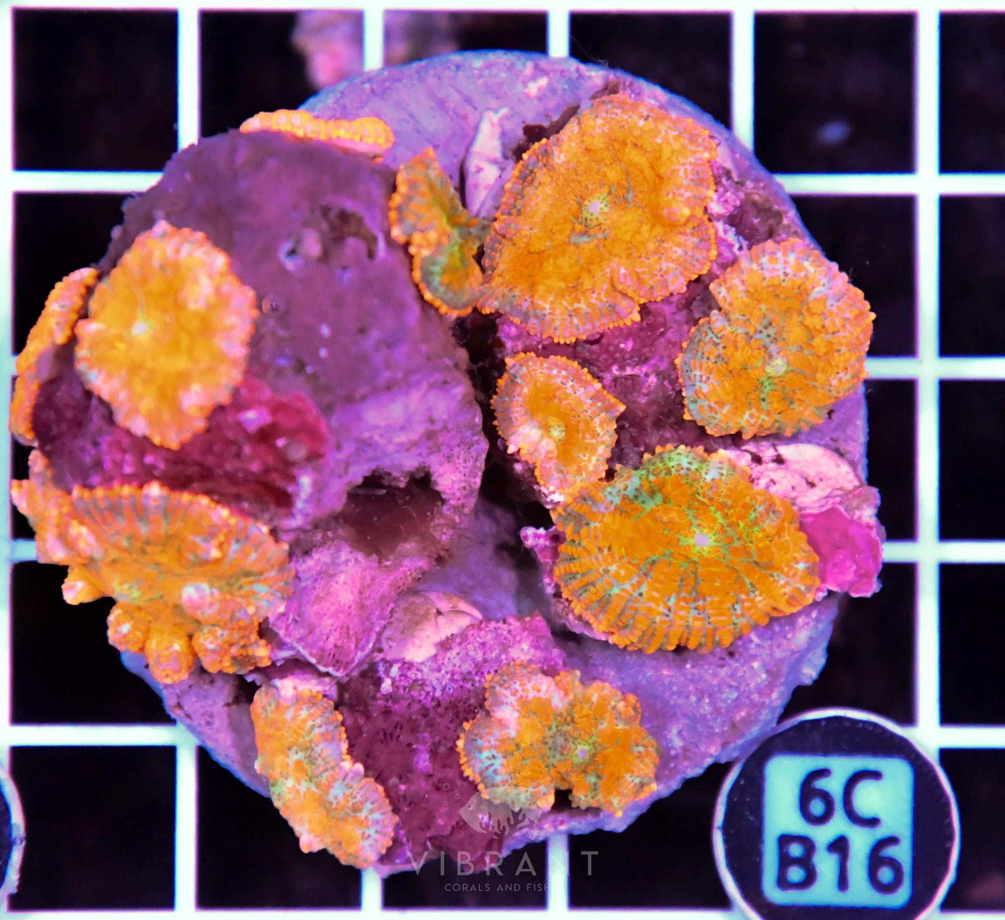 Mushroom INDO