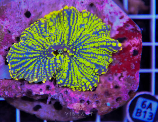 Mushroom INDO XXL
