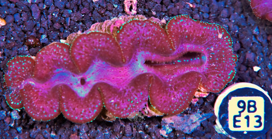 Clam NINGALOO
