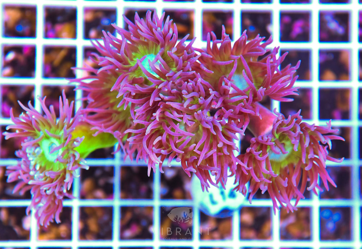 Duncan Colony AUS