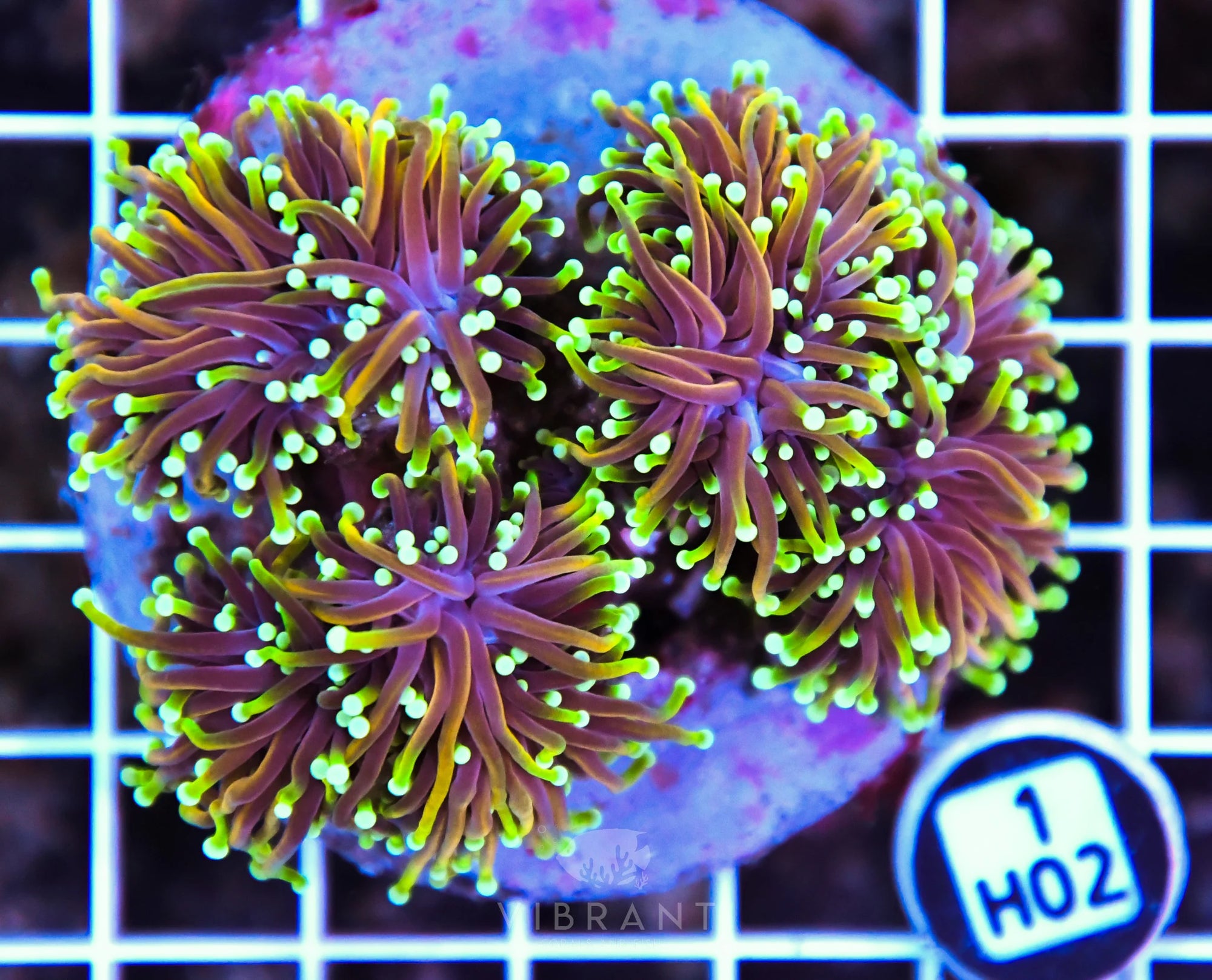 Torch INDO