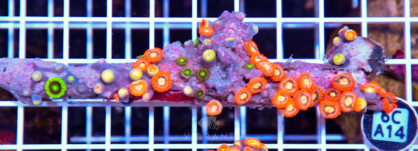 Zoa AUS
