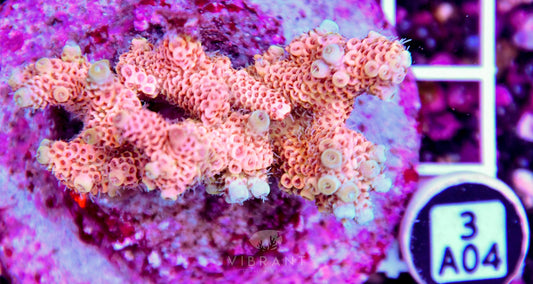 Acro INDO