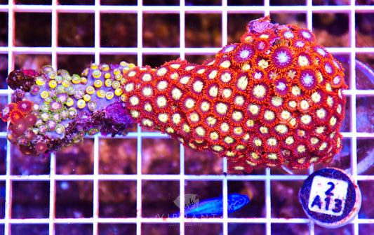 Zoa INDO W