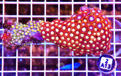 Zoa INDO W