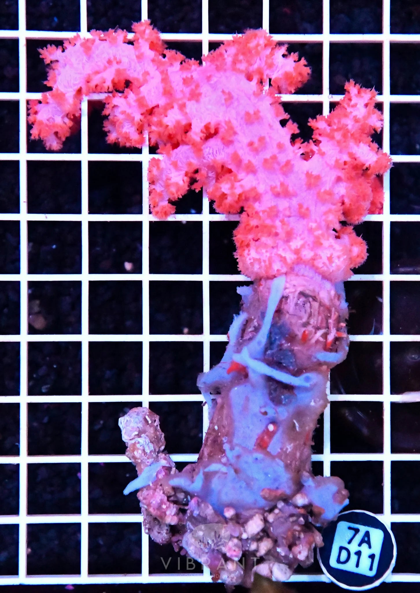 Carnation Coral INDO W