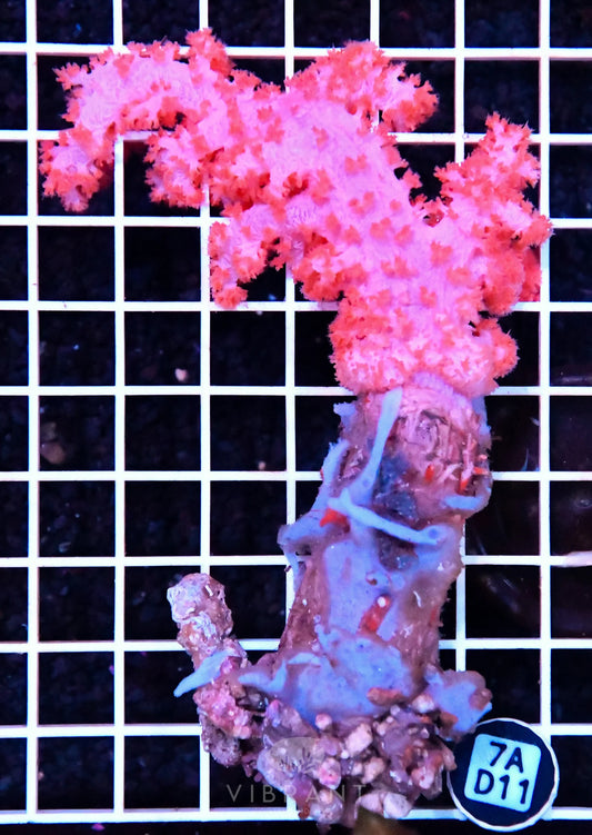 Carnation Coral INDO W