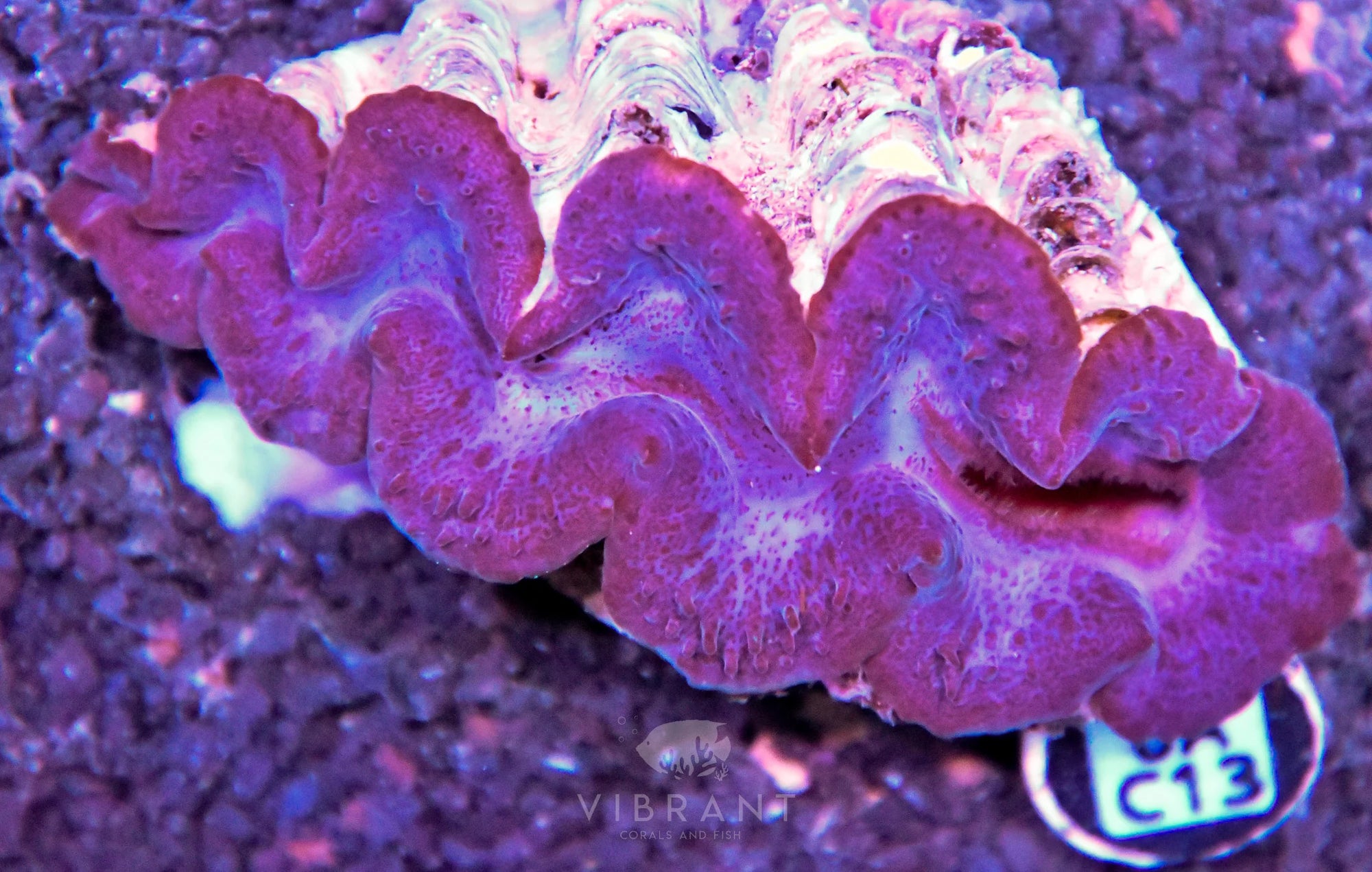 Clam NINGALOO