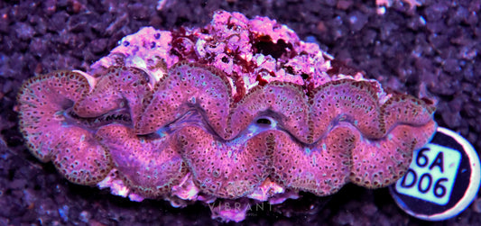 Clam NINGALOO
