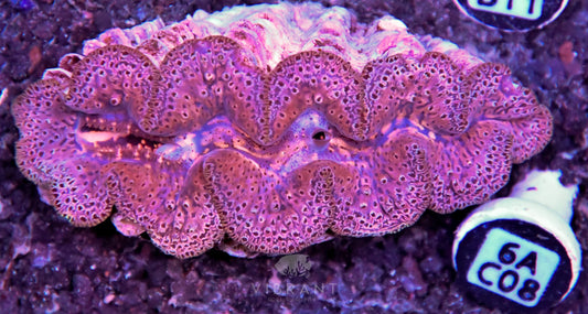 Clam NINGALOO