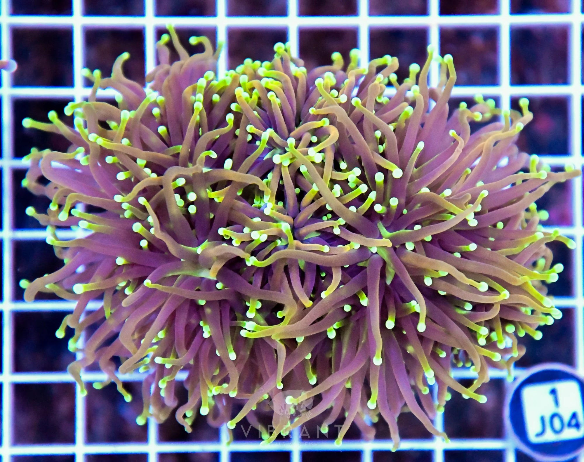 Torch INDO Colony