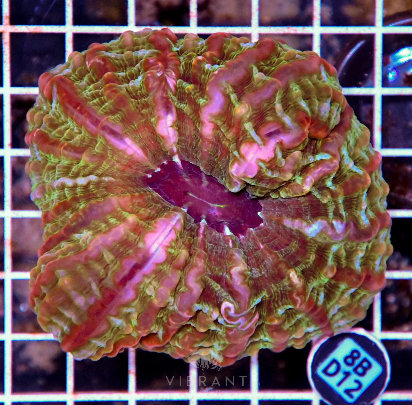 Indophyllia INDO W