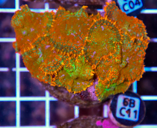Mushroom INDO