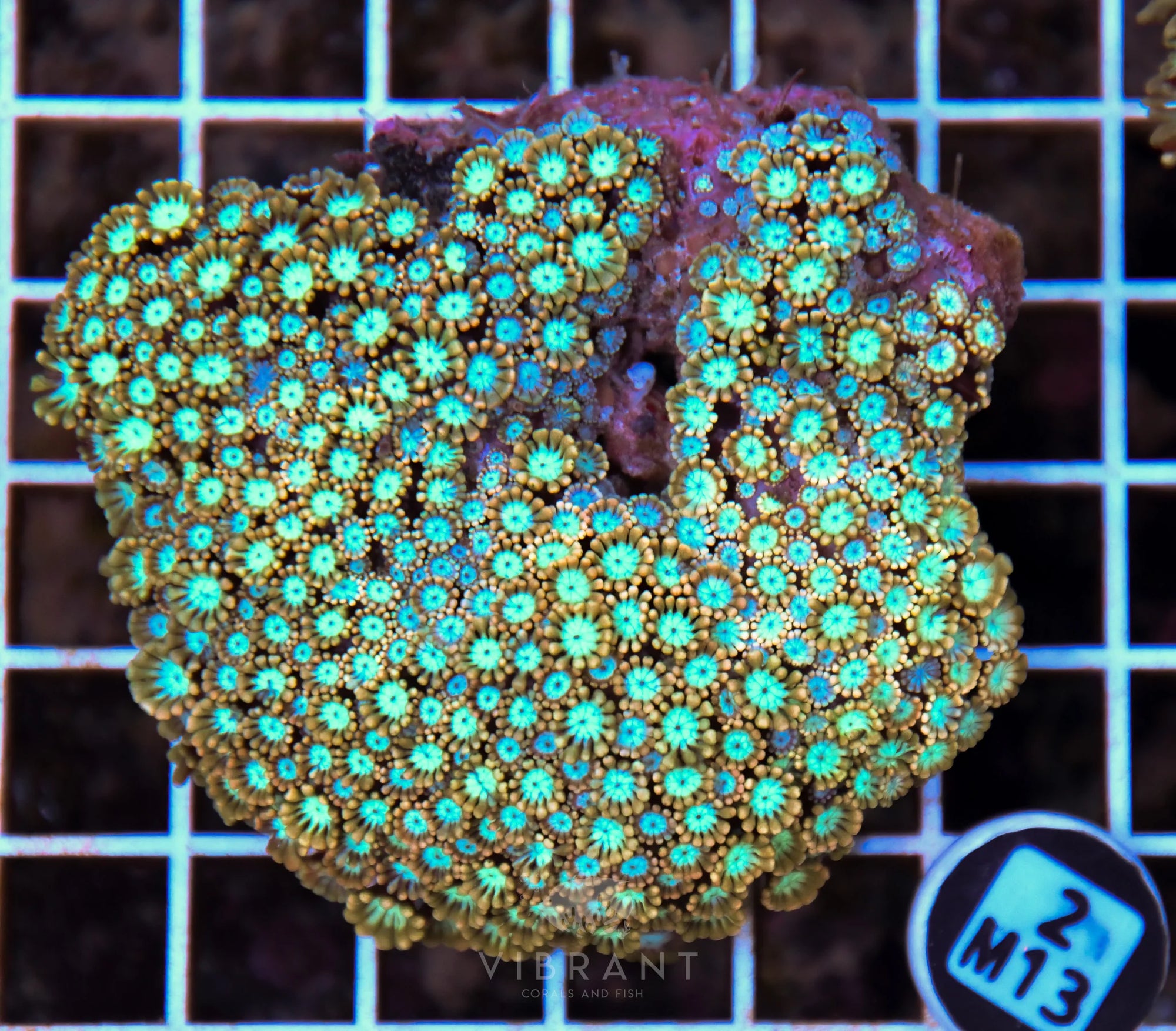 Alveopora AUS