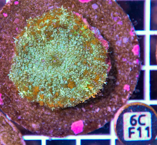 Mushroom INDO