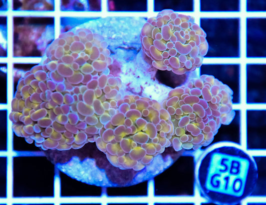 Hammer Branching INDO Halogram