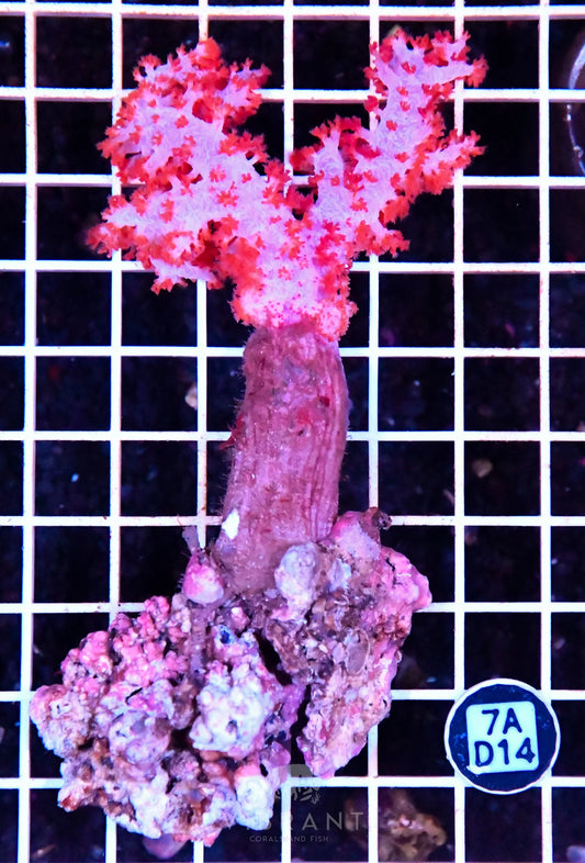 Carnation Coral INDO W