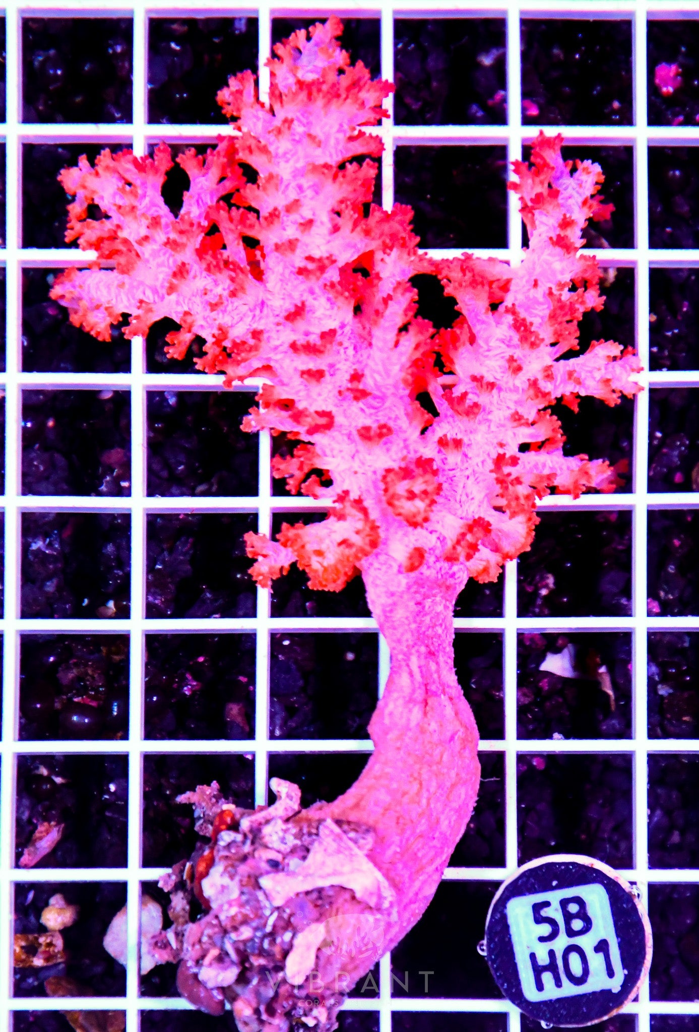 Carnation Coral INDO W