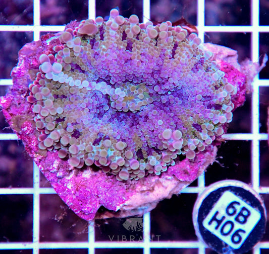 Mushroom INDO J