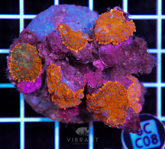 Mushroom INDO