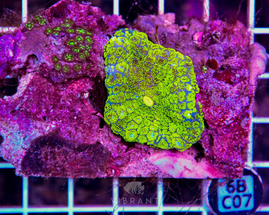Mushroom INDO
