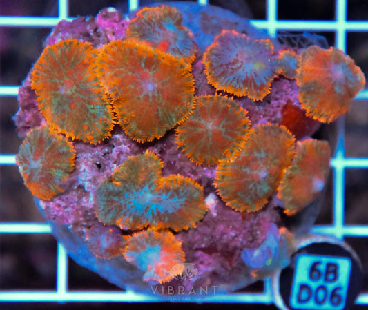 Mushroom INDO