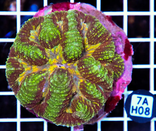 Symphyllia INDO