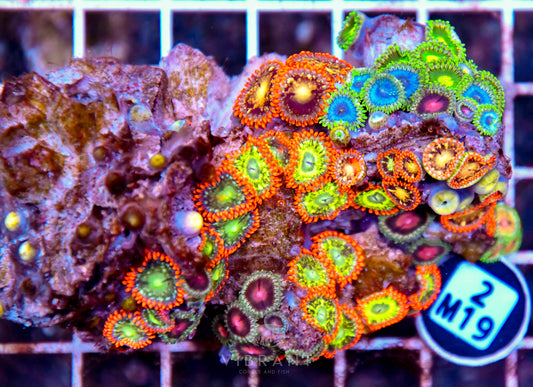 Zoa AUS