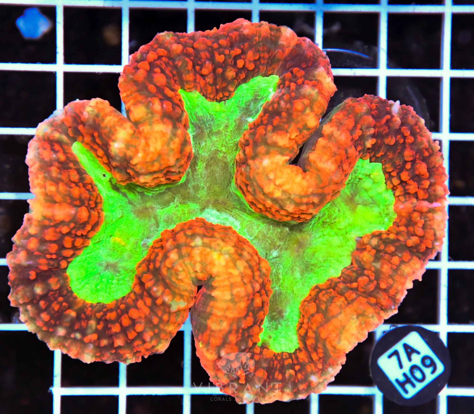 Symphyillia AUS
