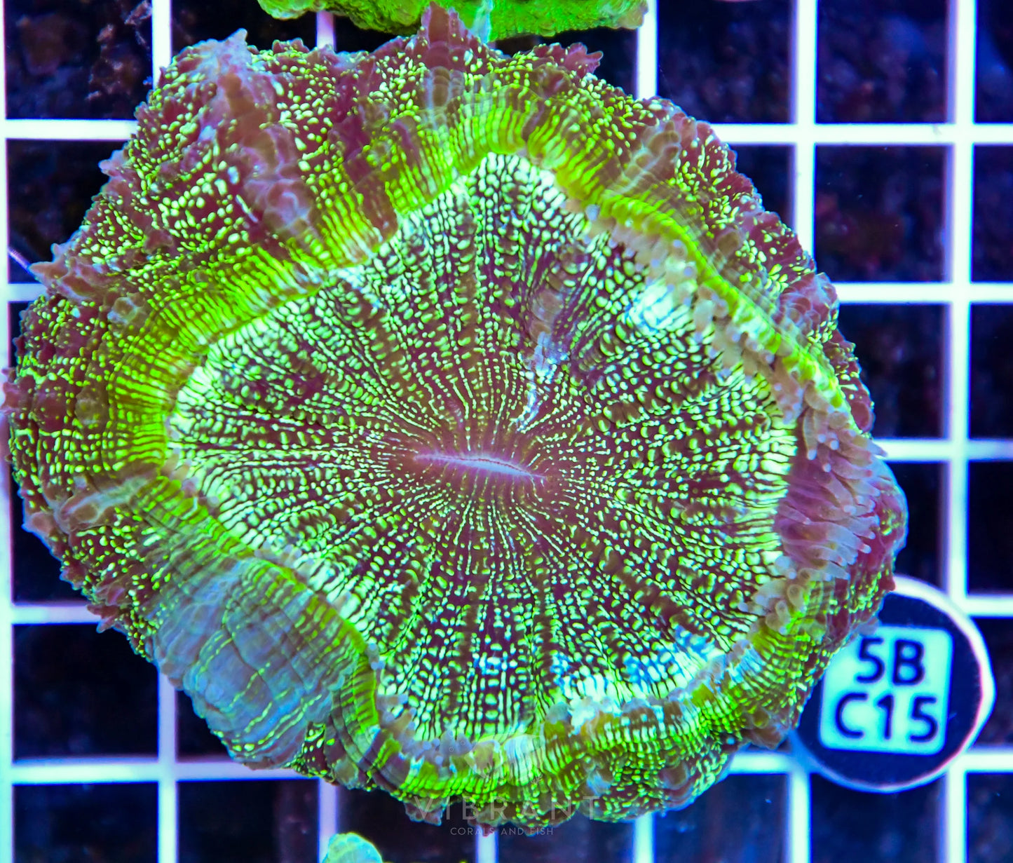 Acanthophyllia AUS