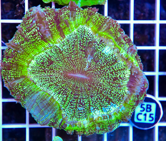 Acanthophyllia AUS