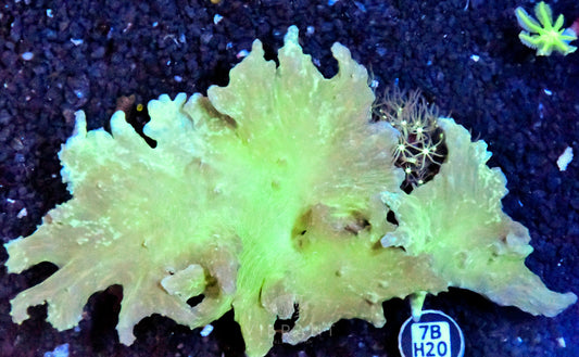 Cabbage Coral INDO W