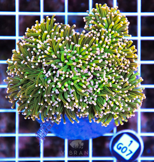 Torch INDO