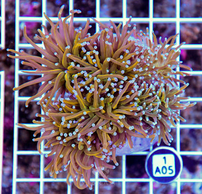 Torch INDO