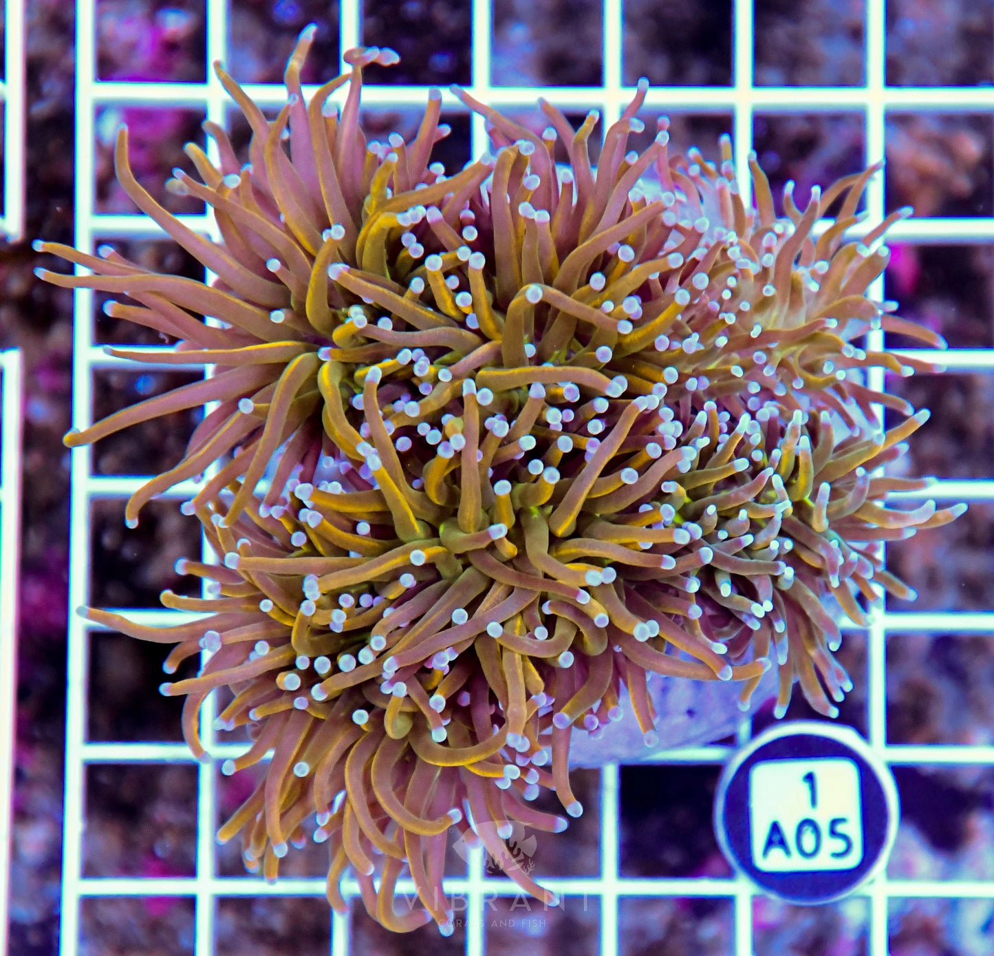 Torch INDO