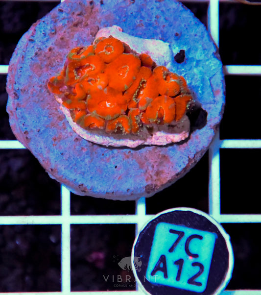 Micromussa INDO