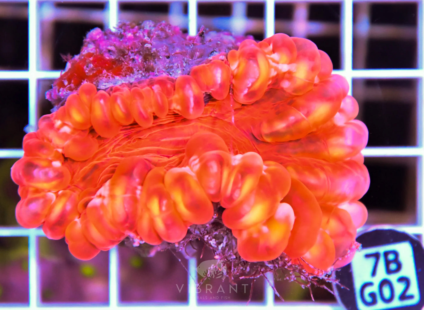 Cynarina RED AUS