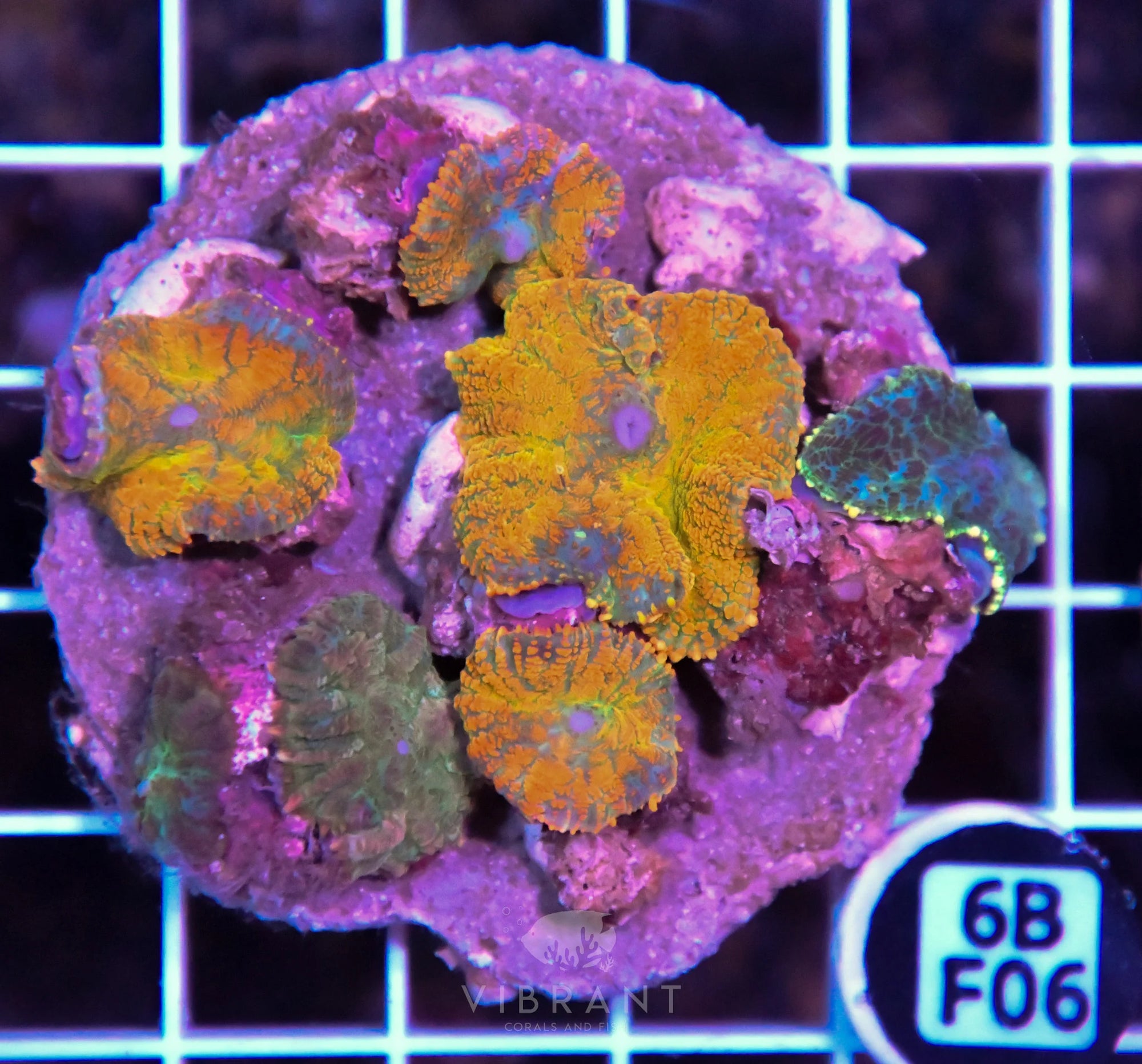 Mushroom INDO