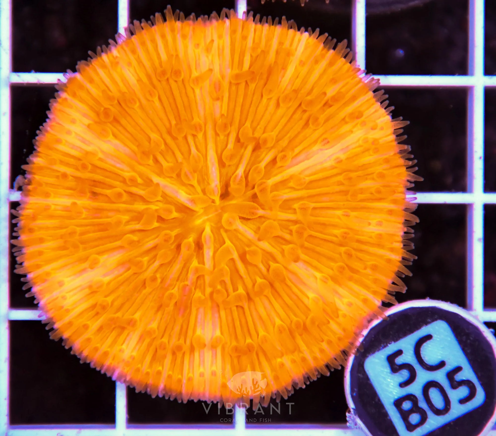 Fungia ORANGE AUS