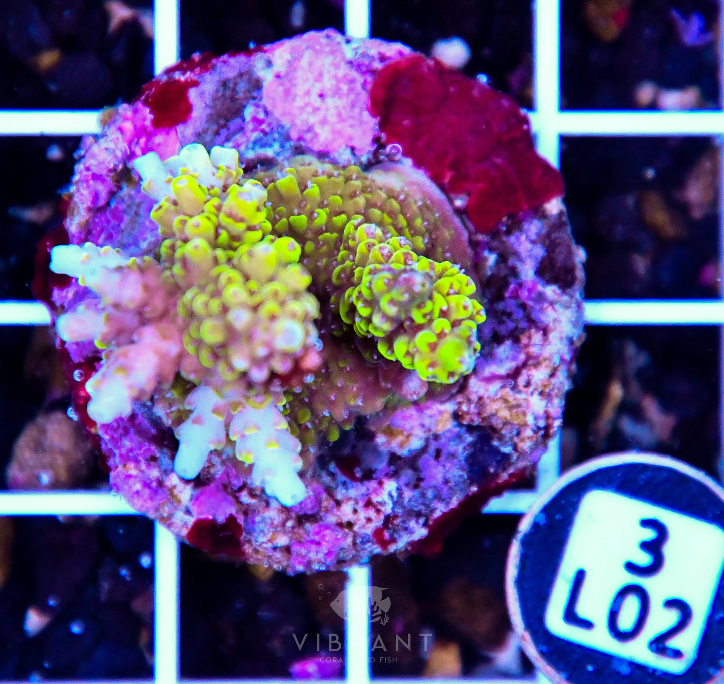 Acro Tiny INDO