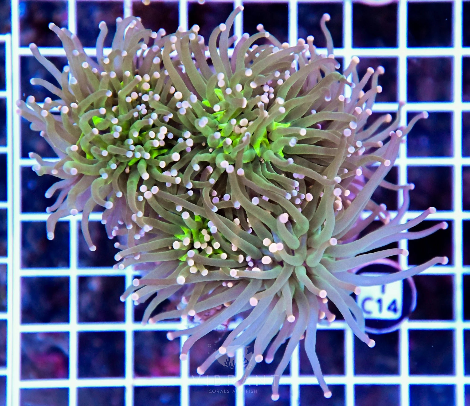 Torch INDO Colony