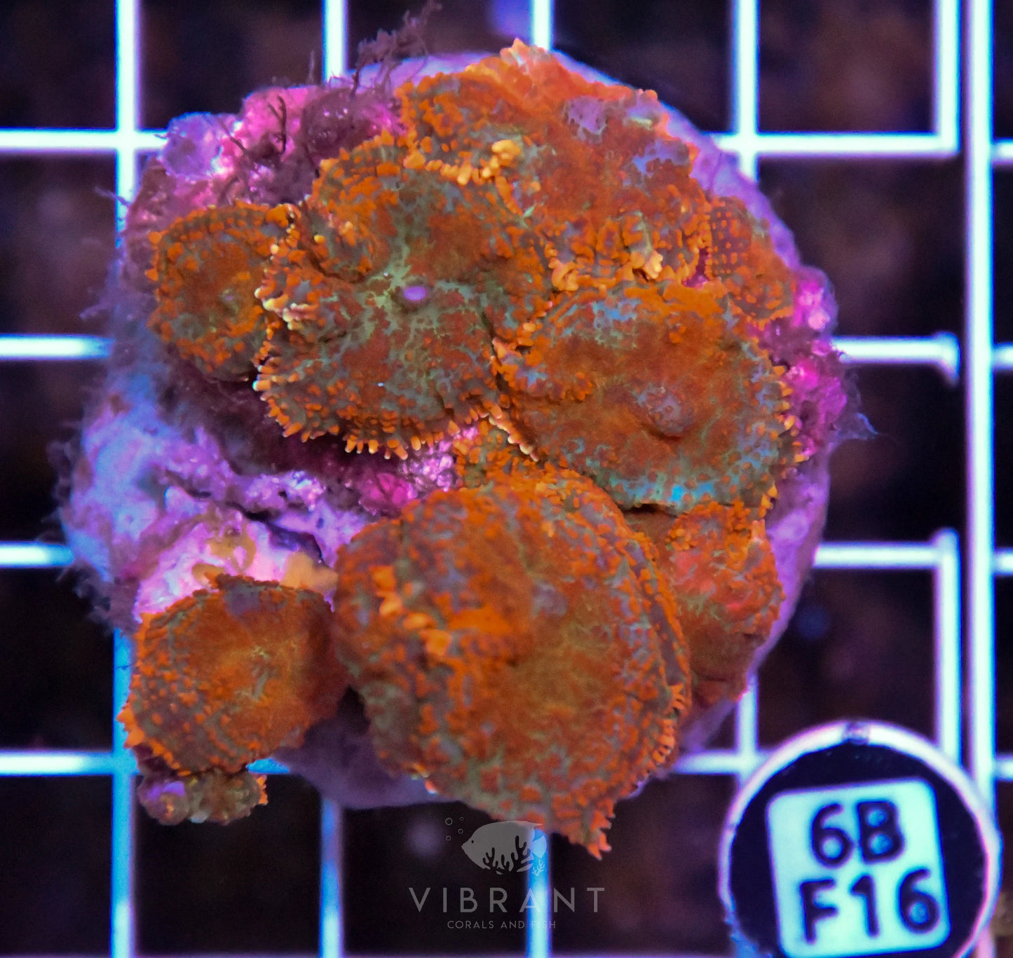 Mushroom INDO