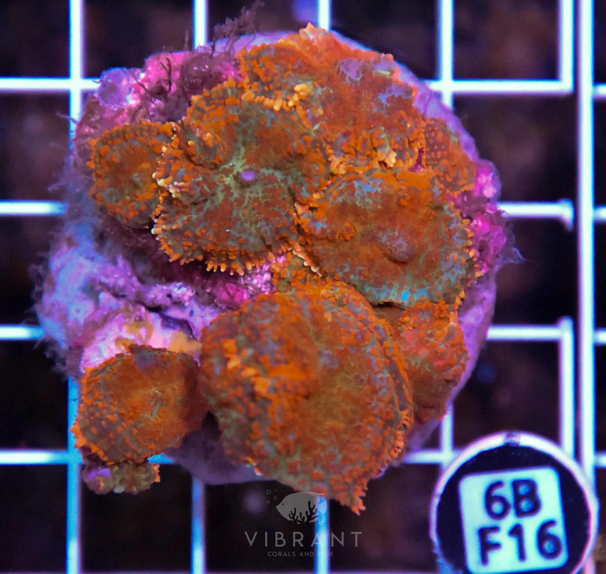 Mushroom INDO