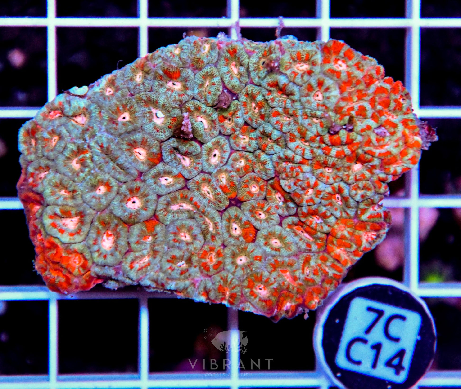 Micromussa INDO